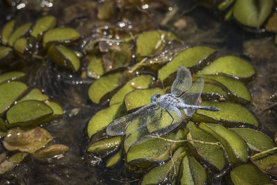 High angle view of insect on leaves
