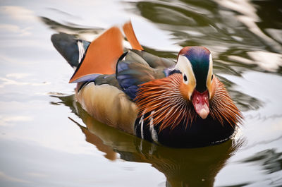 Close-up of duck in lake