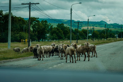 Sheep grazing on field against sky