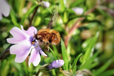 Close-up of bee pollinating on purple flower