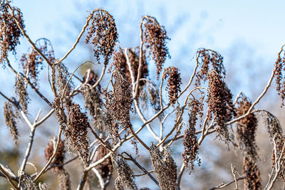 Low angle view of plant against sky