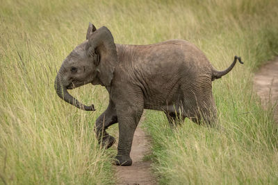 Side view of elephant calf walking on grassy land