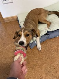 High angle portrait of dog with hands