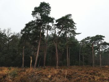 Low angle view of trees against sky