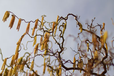 branch