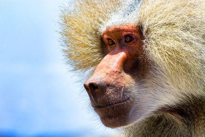 Portrait of monkey