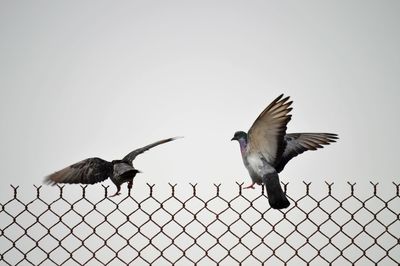 Birds flying in the sky