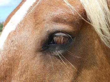 A close-up shot on the eye of a brown horse with blond hairs