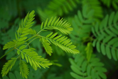 Close-up of fern leaves