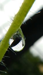 Close-up of plant against sky