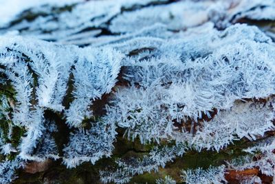 Full frame shot of frozen plants