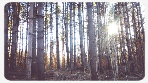 Trees in forest against sky