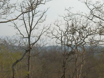 Bare trees against clear sky