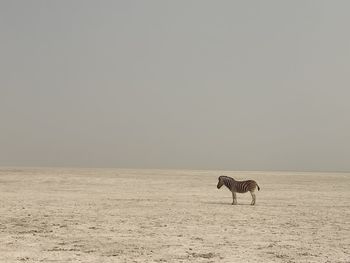 Horse on sand at desert