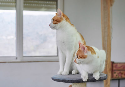 Cat sitting on a window