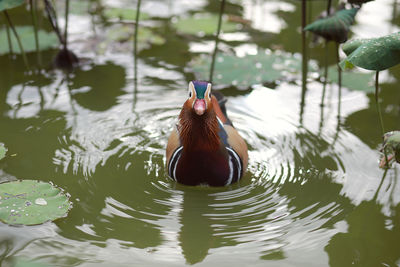 Close-up of duck swimming in lake