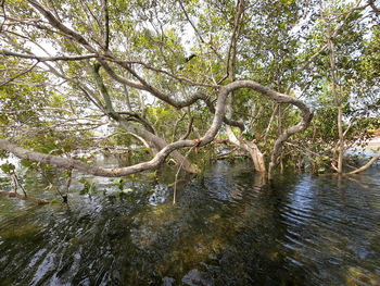 Scenic view of lake in forest