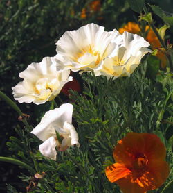 Close-up of white flowers