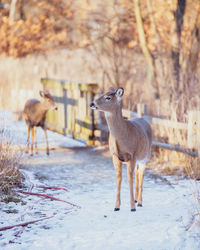 Deer standing on snow covered land