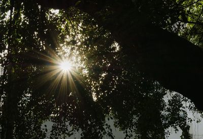 Low angle view of trees against sky