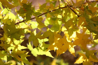 Close-up of leaves on plant during autumn