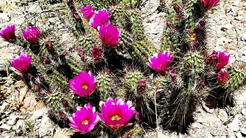 Close-up of pink flowers