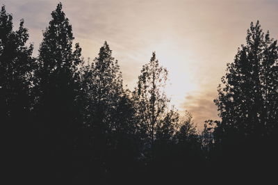 Low angle view of trees against sky