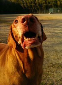 Close-up portrait of dog