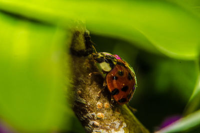 Close-up of ladybug on leaf