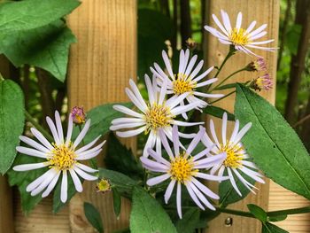 Close-up of flowers blooming outdoors