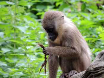 Monkey sitting on tree