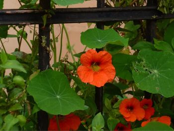 Close-up of red hibiscus blooming outdoors