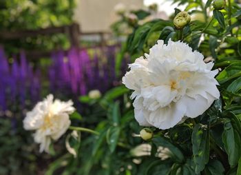 Close-up of white rose flower