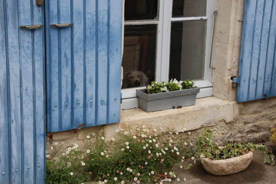 Dog seen through window by plants