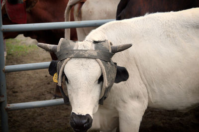 Close-up portrait of cow