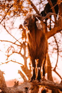 View of dog on tree