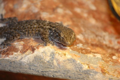 Close-up of rock