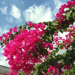 Low angle view of pink flowers