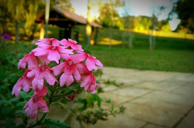 Close-up of pink flowers blooming outdoors