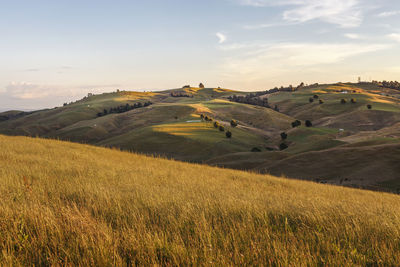 Scenic view of agricultural field against sky