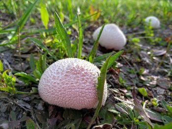 Close-up of mushrooms