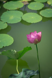 Close-up of pink lotus water lily