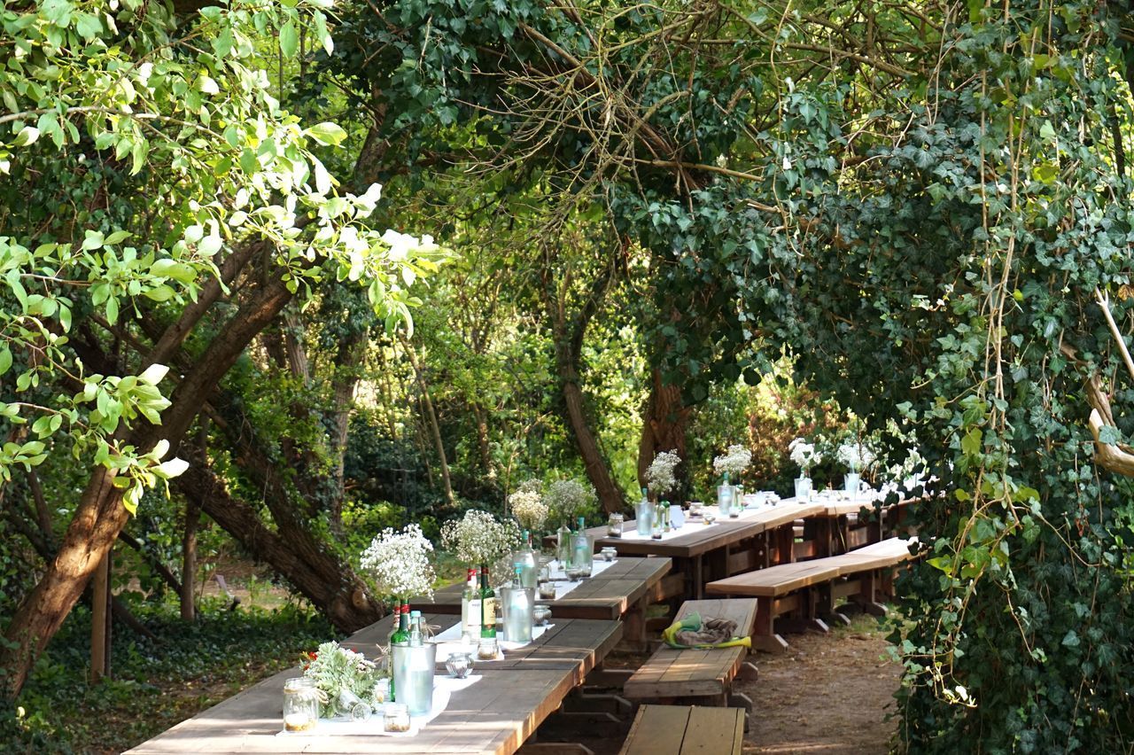 EMPTY CHAIRS AND TABLE BY TREES