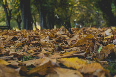 Autumn leaves fallen in forest