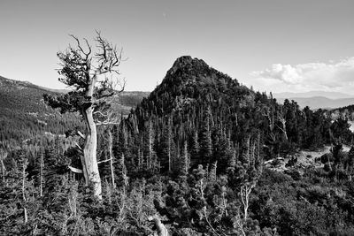 Trees on landscape against sky