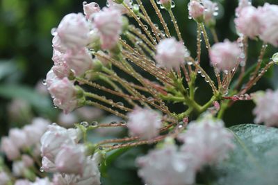 Close-up of pink flowers