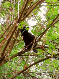 Low angle view of bird perching on tree