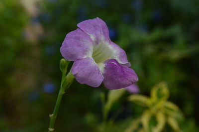 Close-up of flower blooming outdoors