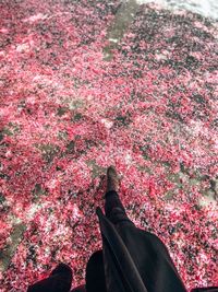 Low section of man on pink flowering plants