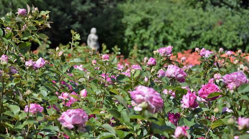 Close-up of pink flowering plants in park